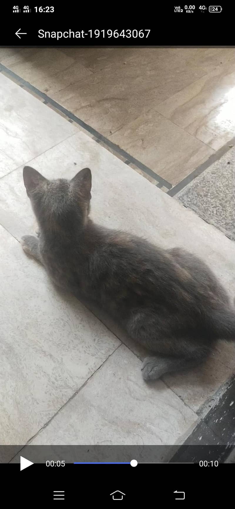 Persian cat 0