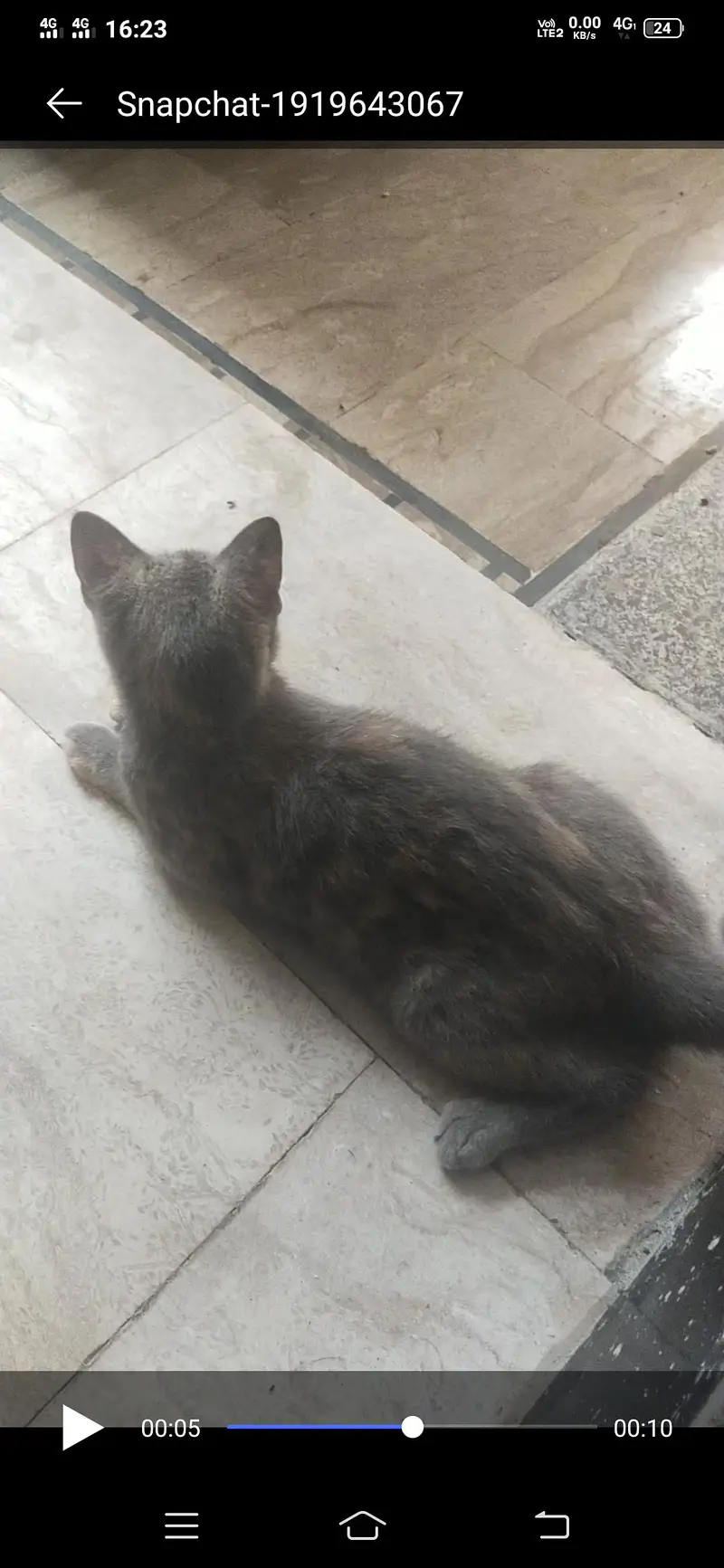 Persian cat