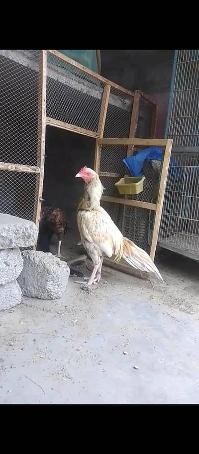 selling aseel murga