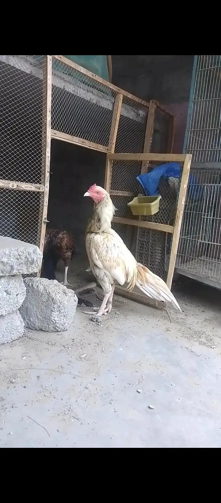 selling aseel murga