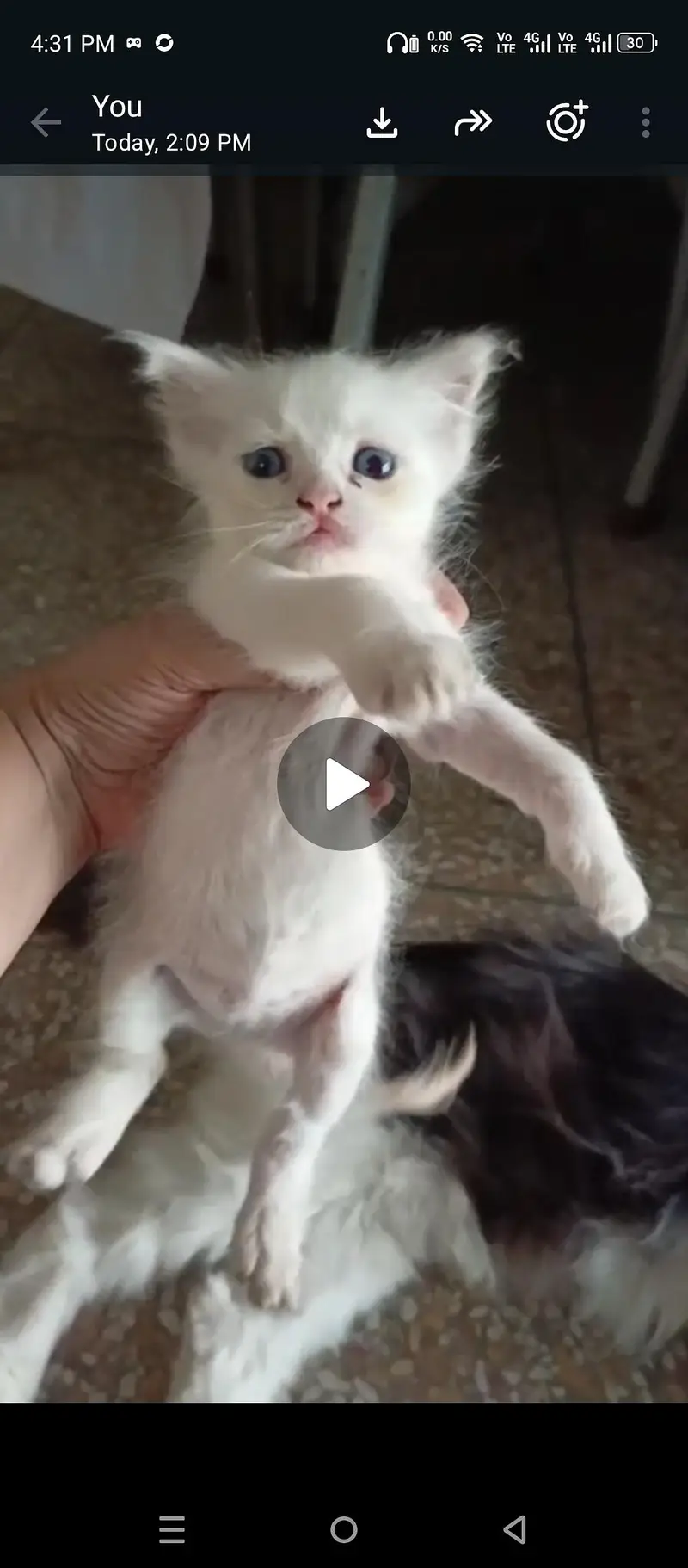person kitten