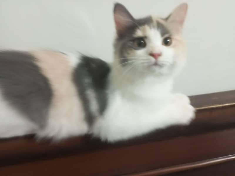 beautiful cat 0