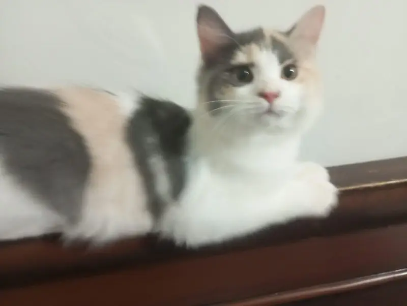 beautiful cat