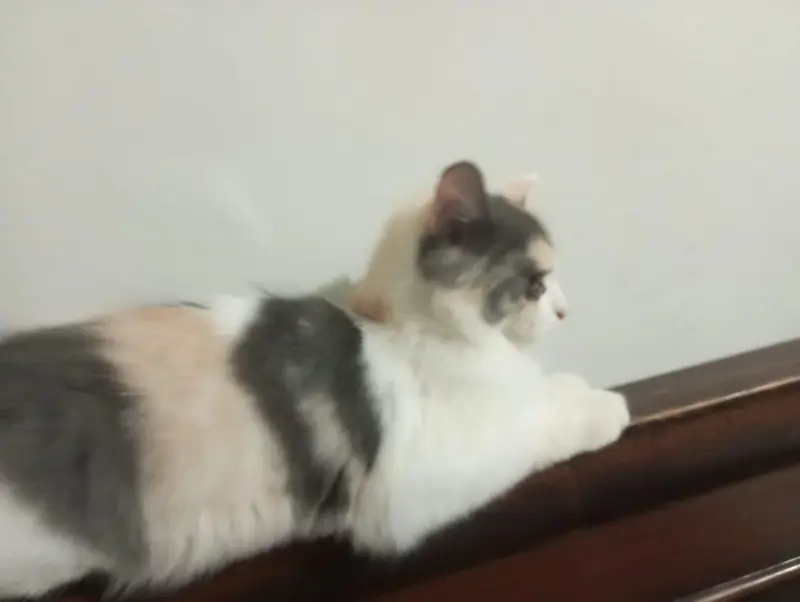 beautiful cat — photo 2