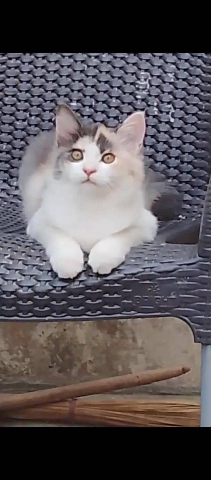 beautiful cat 2