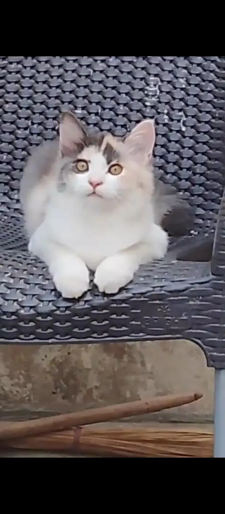 beautiful cat — photo 3