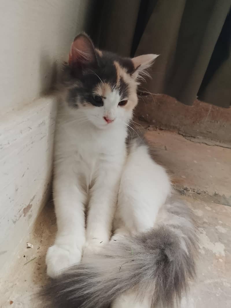 beautiful cat 3