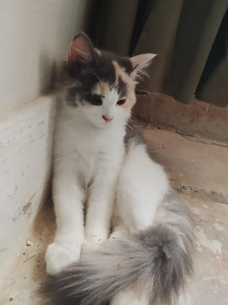 beautiful cat — photo 4