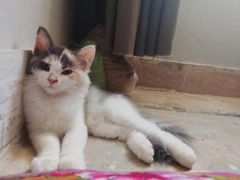 beautiful cat 4