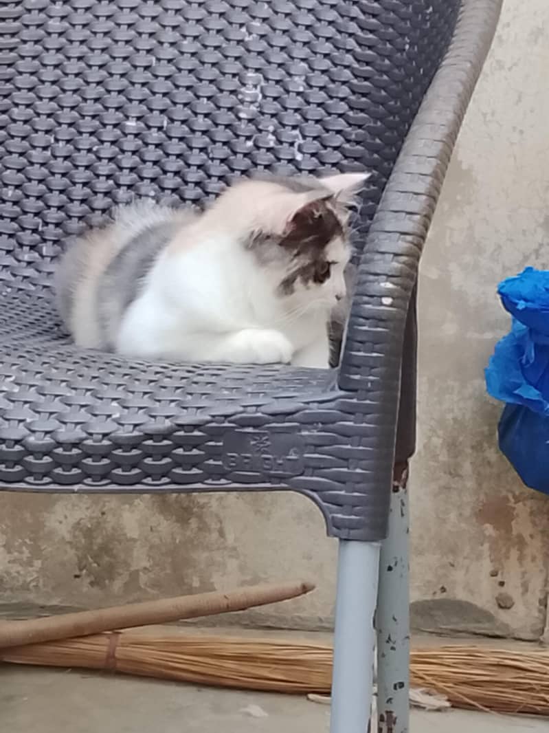 beautiful cat 5