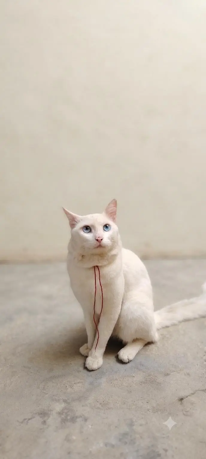 white cat blue eyes home cat training