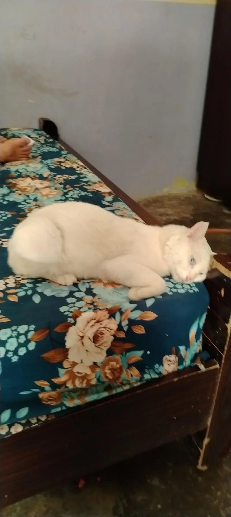 white cat blue eyes home cat training — photo 2