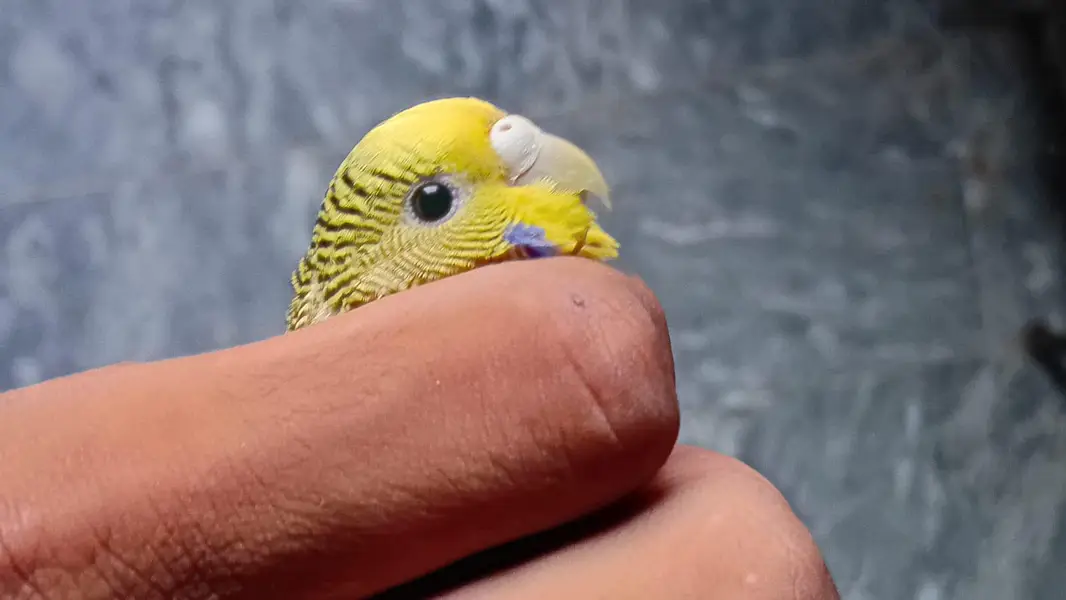 Astralian parrot pair for sale.