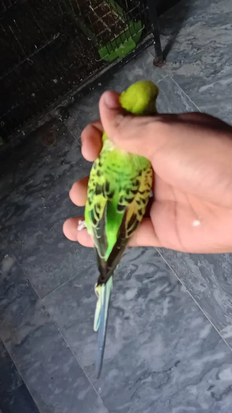 Astralian parrot pair for sale. — photo 2