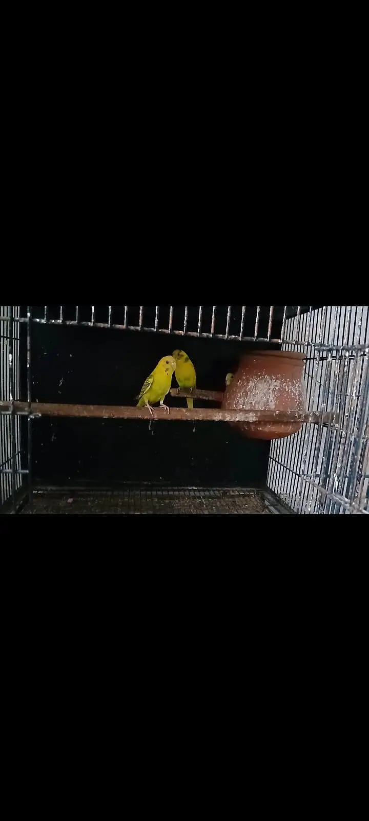 Astralian parrot pair for sale. — photo 3