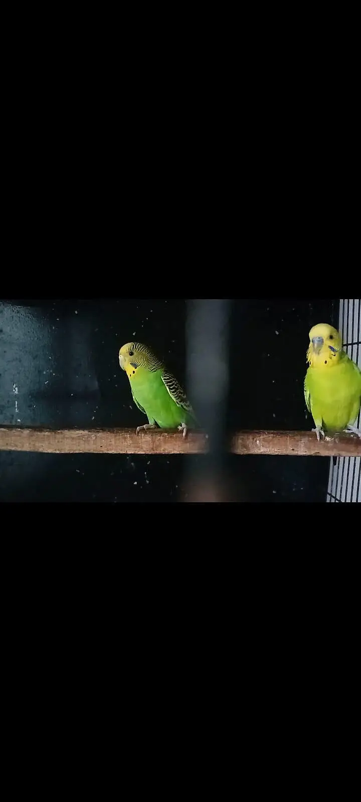 Astralian parrot pair for sale. — photo 4