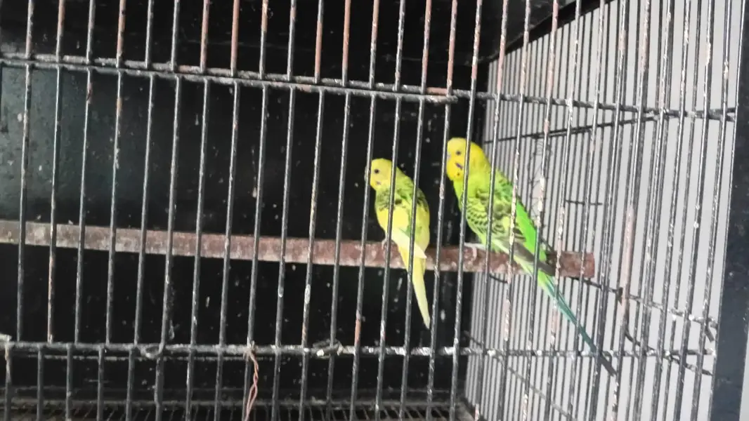Astralian parrot pair for sale. — photo 5