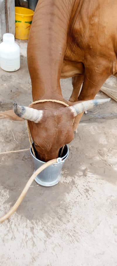 Cow for sale frezin or shiwal mix Hy