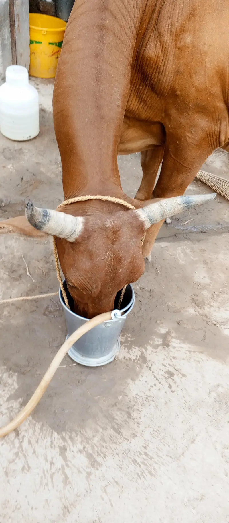 Cow for sale frezin or shiwal mix Hy