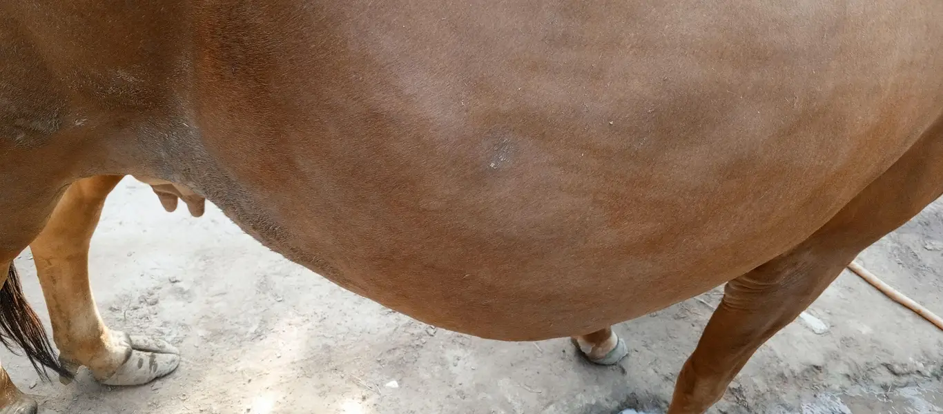 Cow for sale frezin or shiwal mix Hy — photo 2