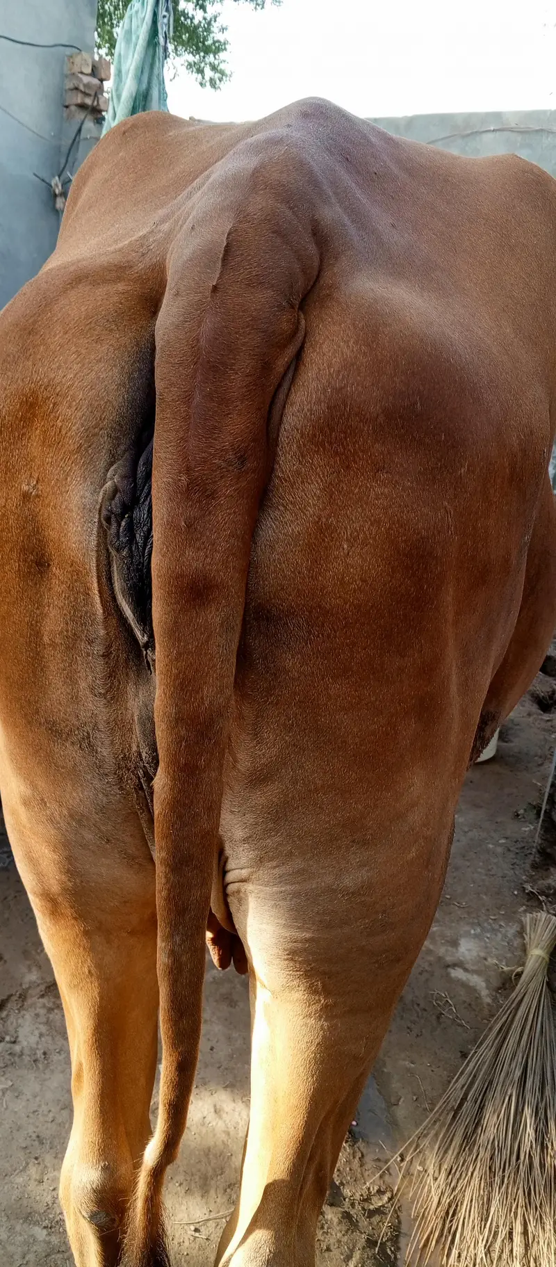 Cow for sale frezin or shiwal mix Hy — photo 3