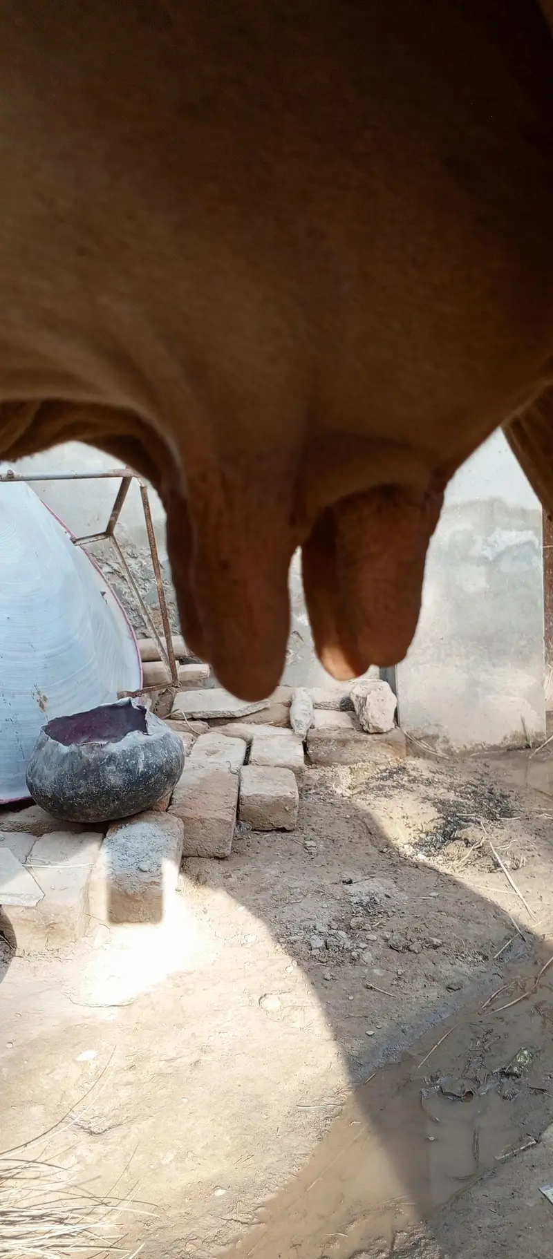 Cow for sale frezin or shiwal mix Hy — photo 4