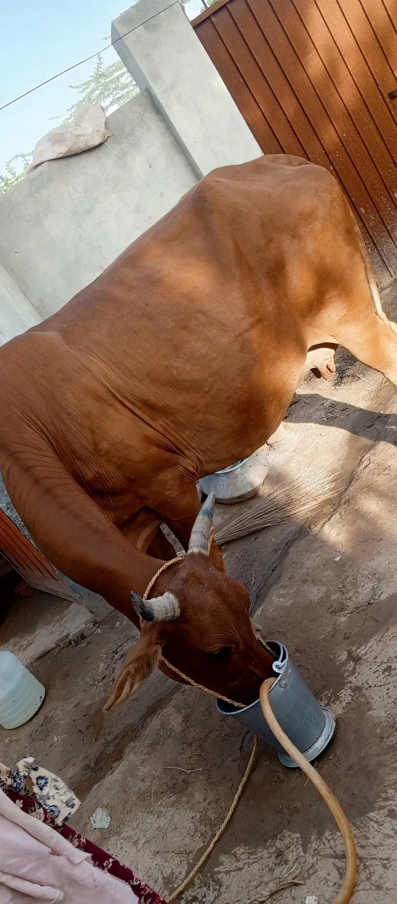 Cow for sale frezin or shiwal mix Hy — photo 5