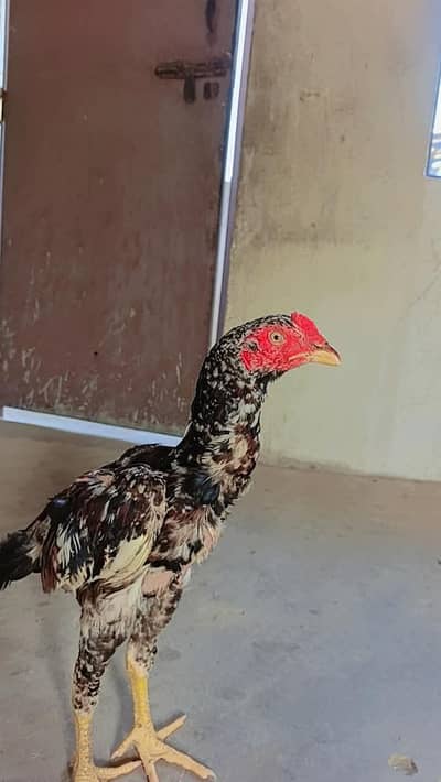 selling best hen's