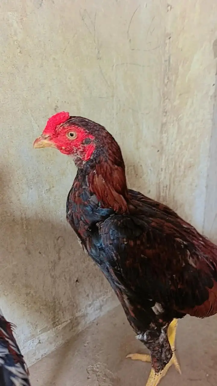 selling best hen's — photo 2