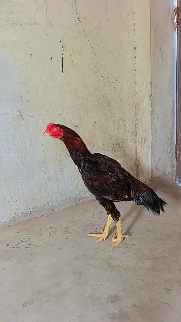 selling best hen's — photo 3