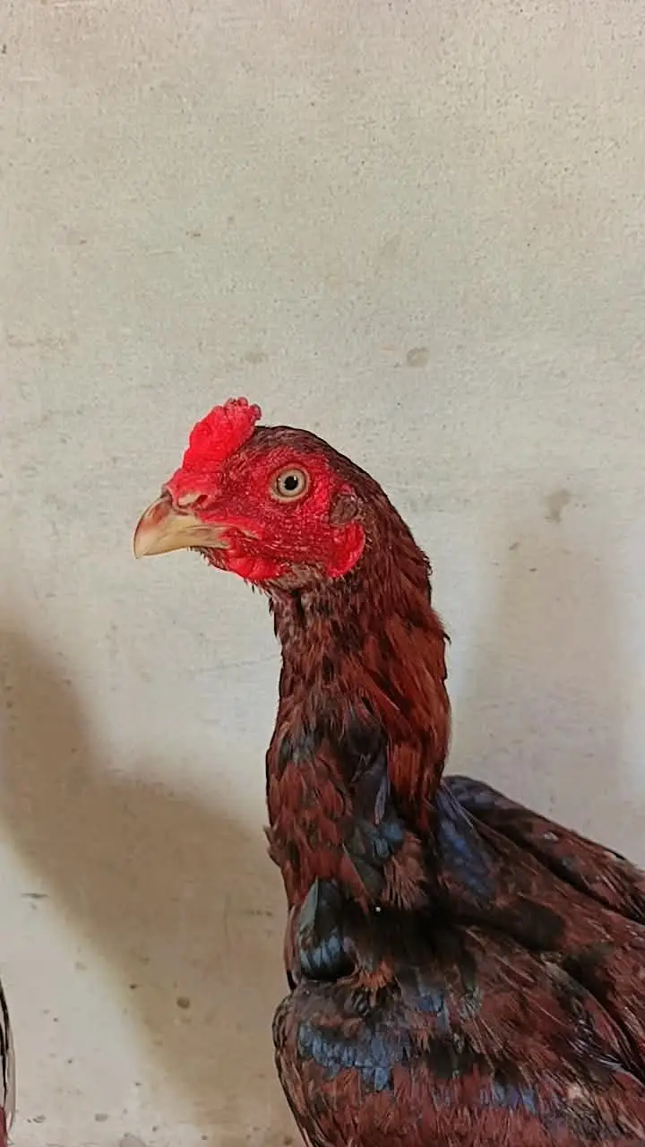 selling best hen's — photo 4