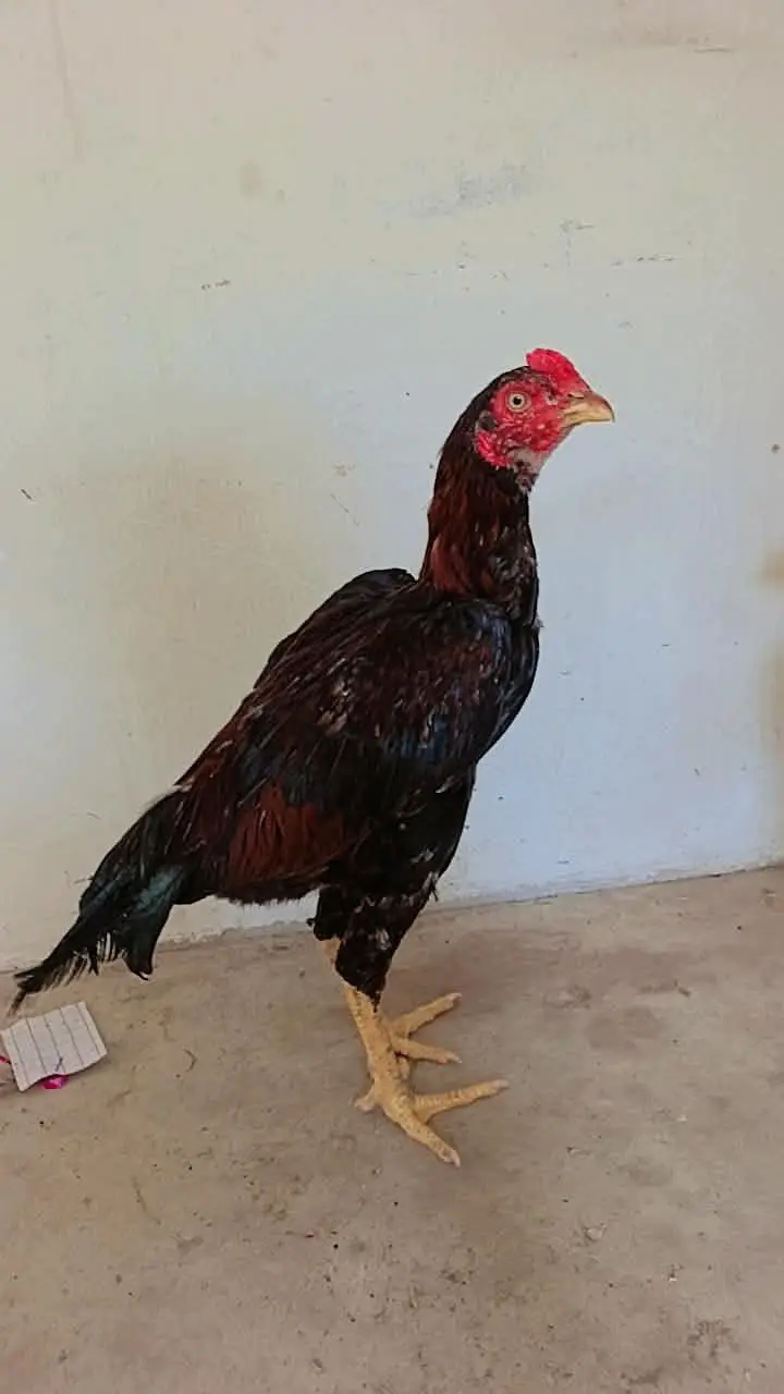 selling best hen's — photo 5