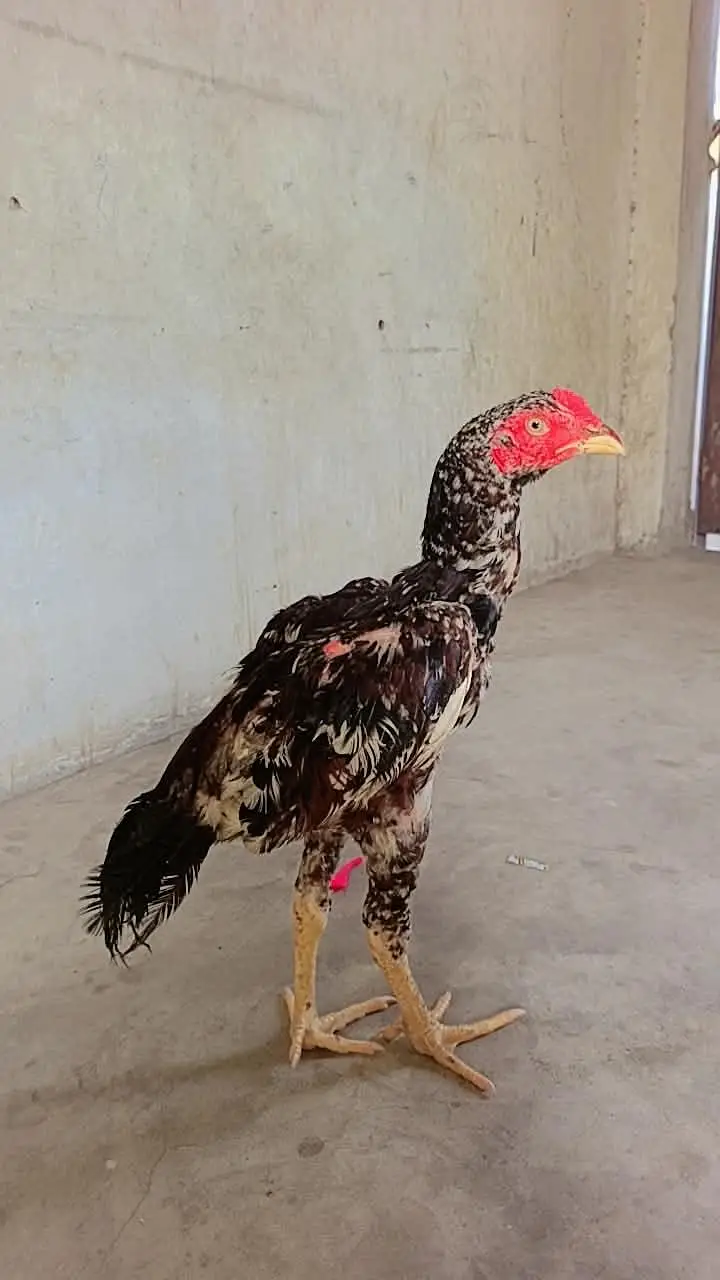selling best hen's — photo 6