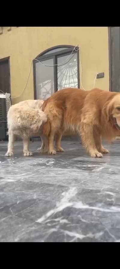 Golden retriever