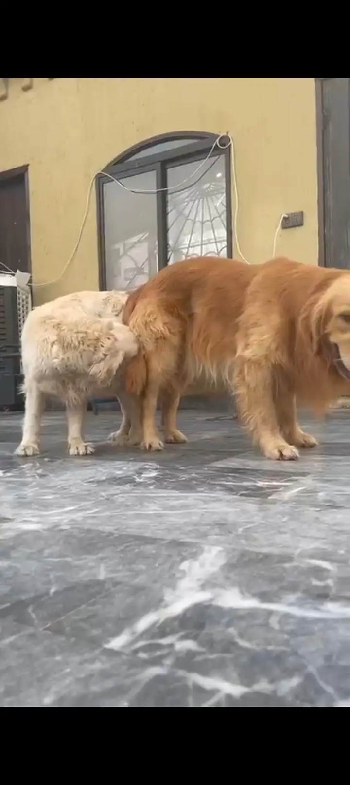 Golden retriever