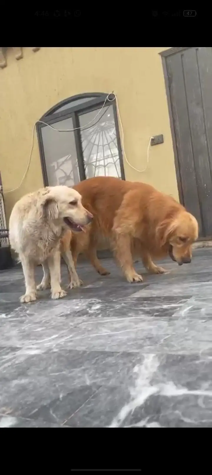 Golden retriever — photo 2