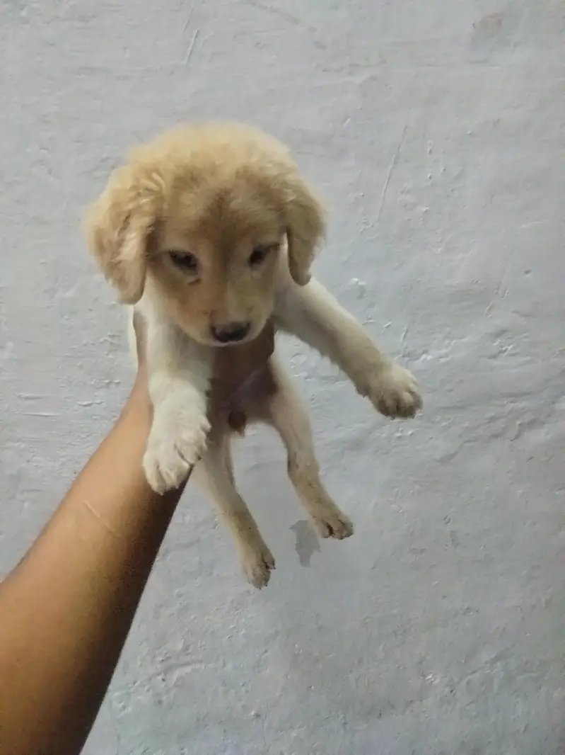 Golden retriever — photo 3