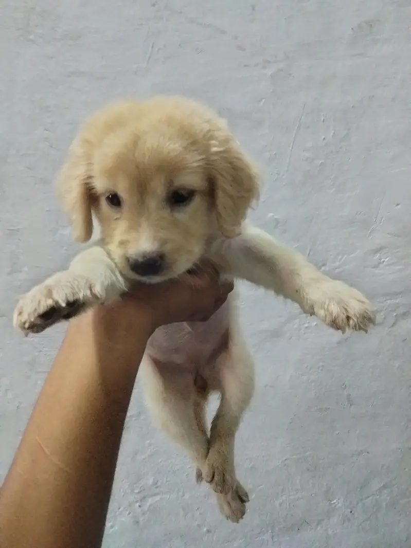 Golden retriever — photo 4
