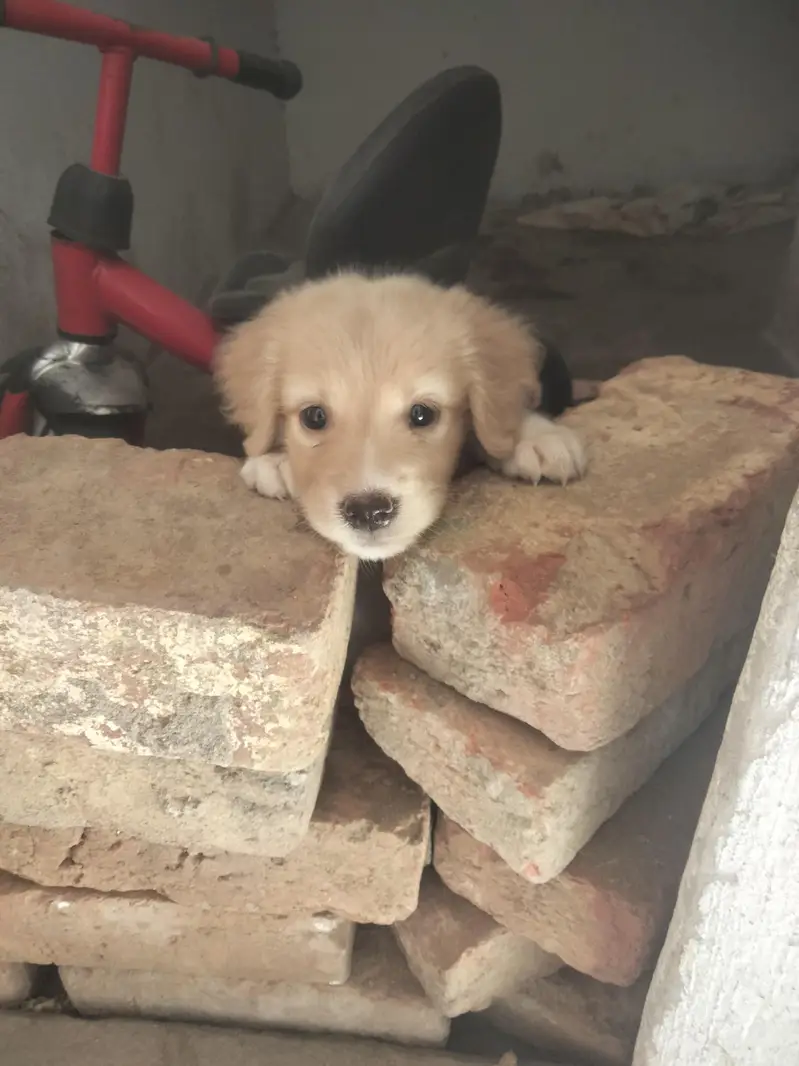 Golden retriever — photo 5