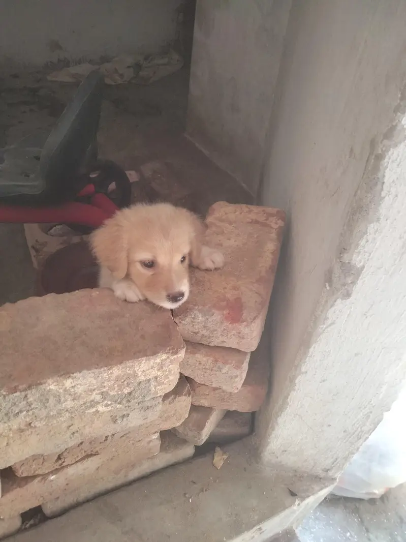 Golden retriever — photo 6