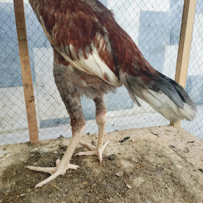 Aseel saleeta mainwali quality bird