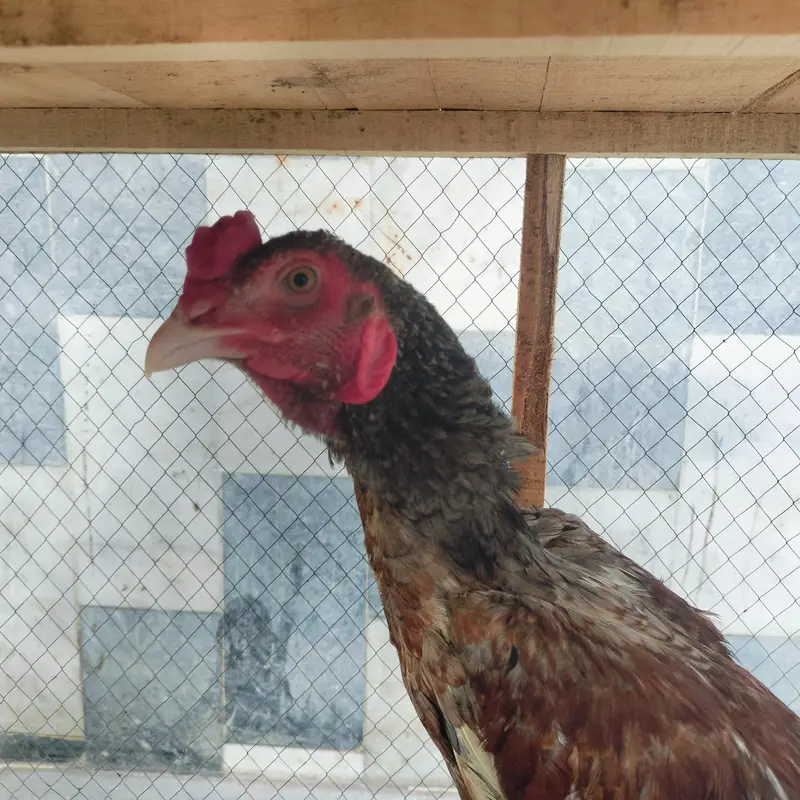 Aseel saleeta mainwali quality bird — photo 2