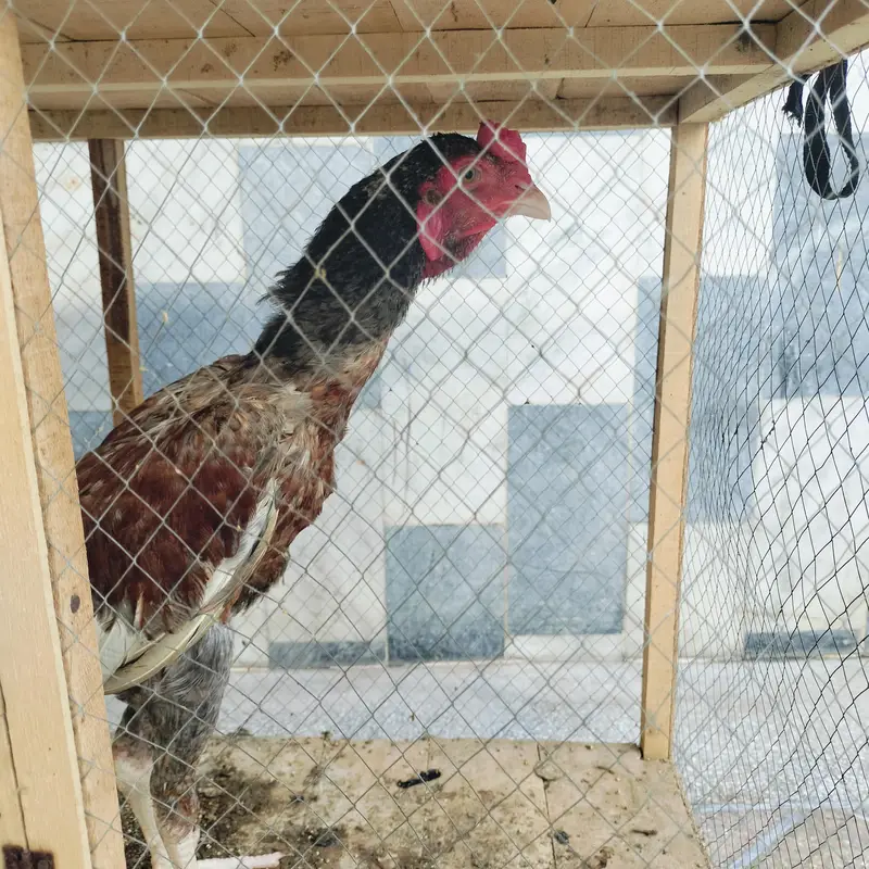 Aseel saleeta mainwali quality bird — photo 3