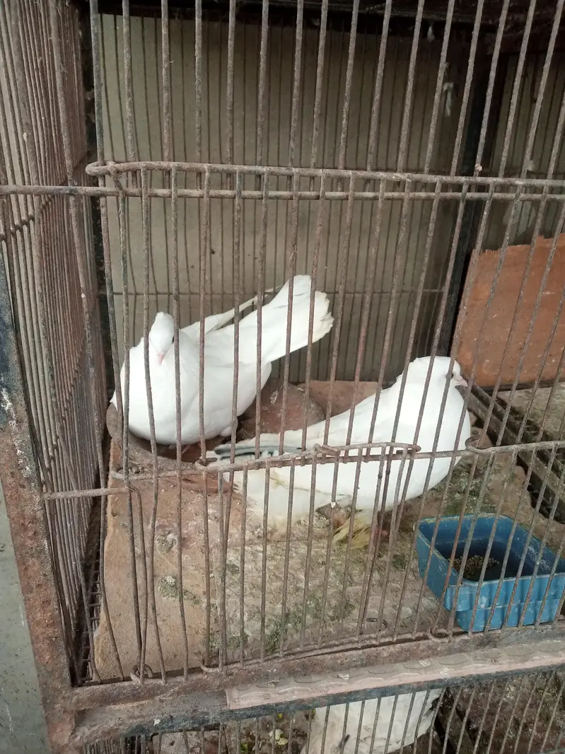 lakha kabootar with  2 eggs — photo 4
