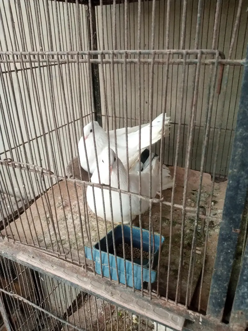 lakha kabootar with  2 eggs — photo 5