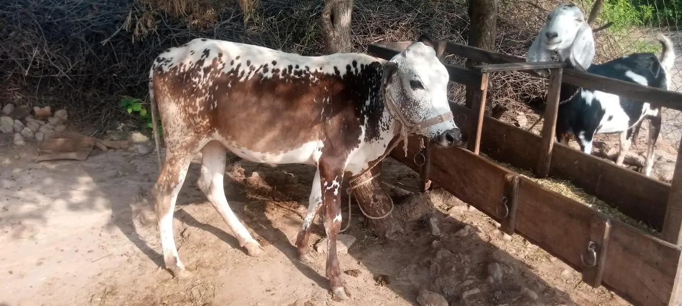 female cow