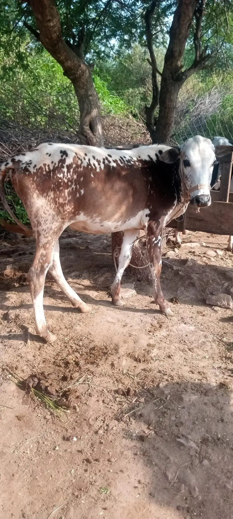 female cow — photo 2