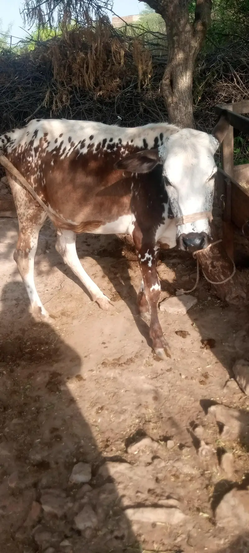 female cow — photo 3