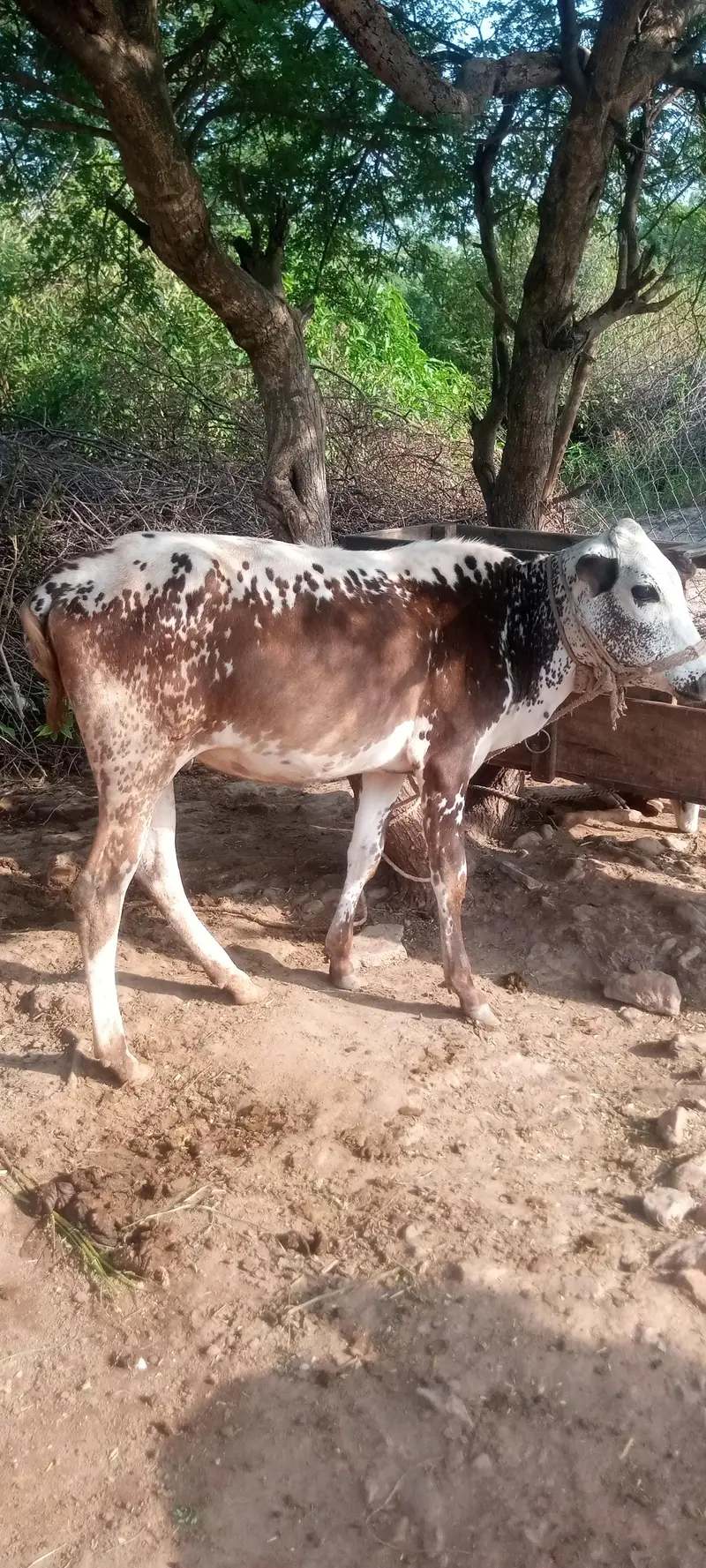 female cow — photo 4