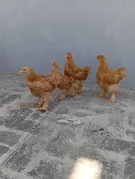 golden heavy buff pair available for sale